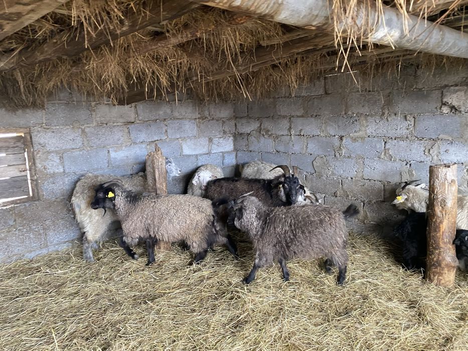 Козы и козлята 15 голов