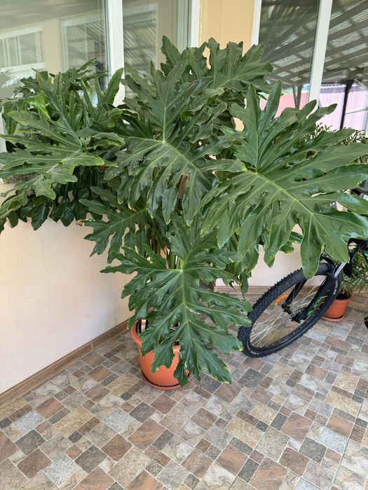 Vand floare Philodendron