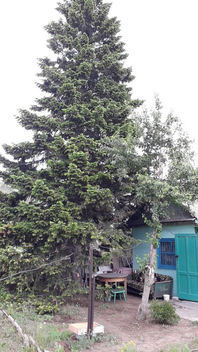 Продам дачу  на массиве Бобровка.   2 дачи