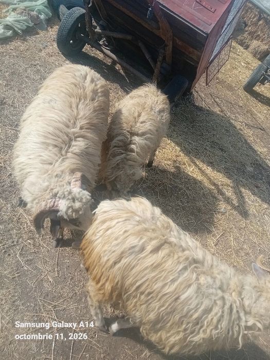 De vânzare 3 oi și un berbec