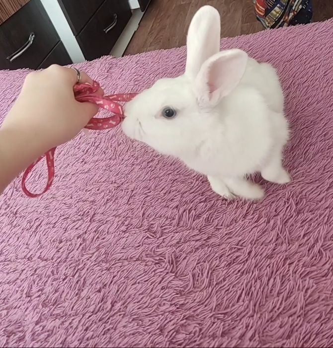 Вязка декоративного кролика