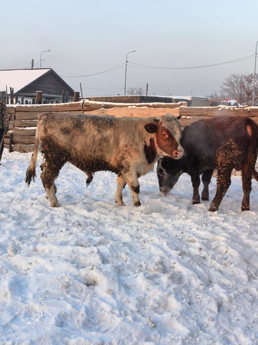 Бұқалар сктылады