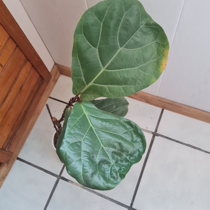 Продавам Фикус Лирата