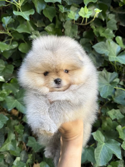 Pomeranian fetita crem cu pedigree FCI