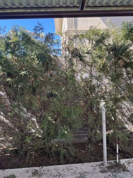 Продам Туя 30 шт