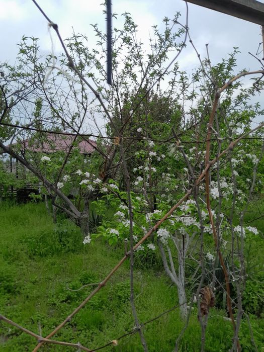 Продается участок в Яшнабадском районе