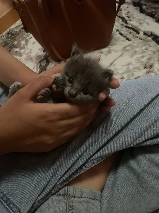 Срочно продаётся котёнок 500 тыс. сум