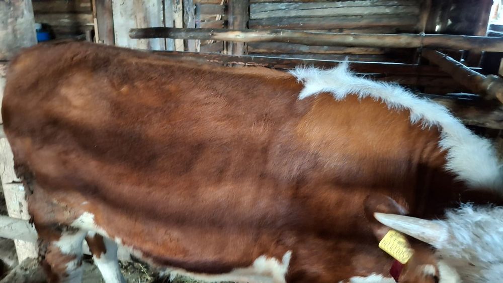 Продам тёлочка 1год 4месяца