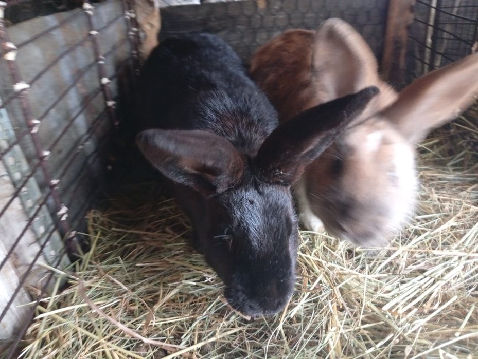 Epurași de casă rasă mixtă