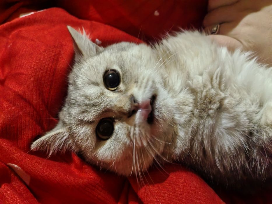 Майса мушук 6 ойли