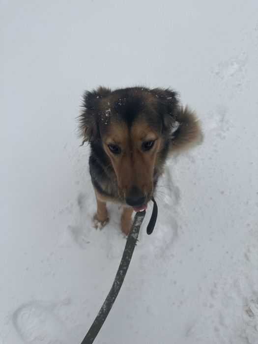 Срочно нужна передержка