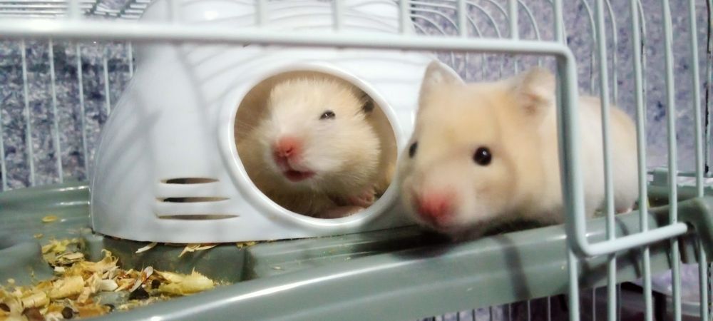 Сирийские хомячки!