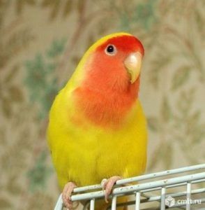 Неразлучники редкого окраса