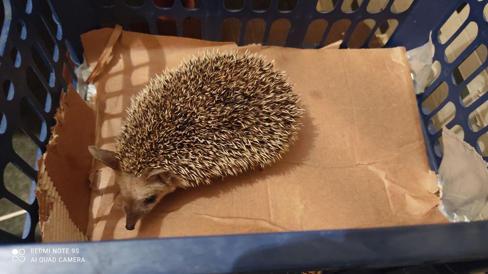 Продам ушастых ёжиков