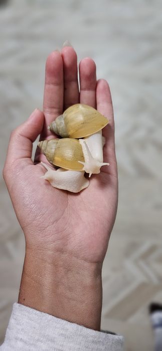 Улитки ахатины родация альбино