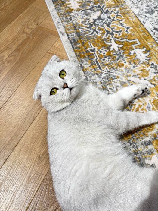 Продается кот! Шотландская вислоухая
