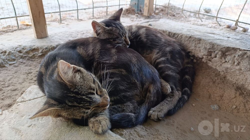 Котята подростки в добрые руки