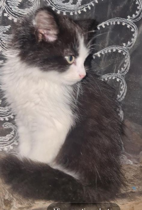 В хорошие руки котёнок, отдам