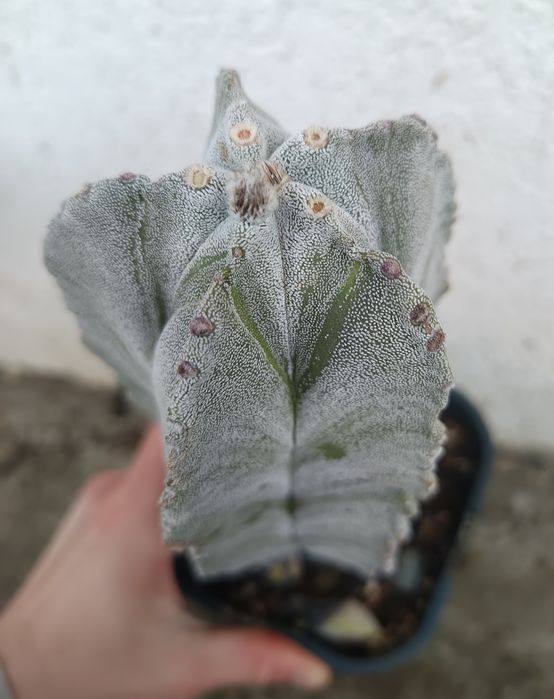 Cactuși și suculente exemplare mari