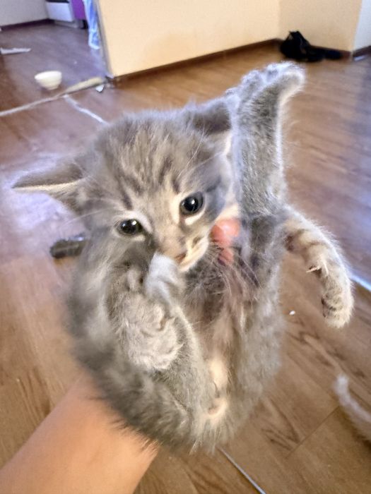отдаю котят в добрые руки 4 шт