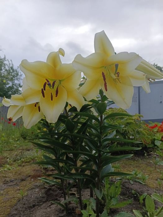 Продается ухоженная дача