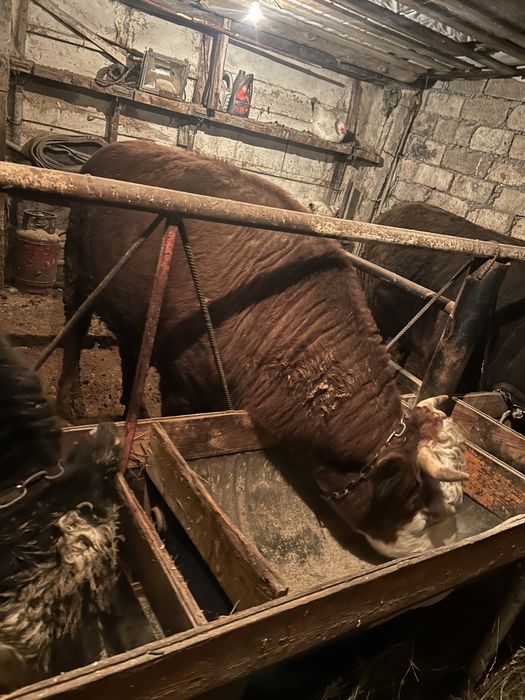 Откорм бычки 6 голов