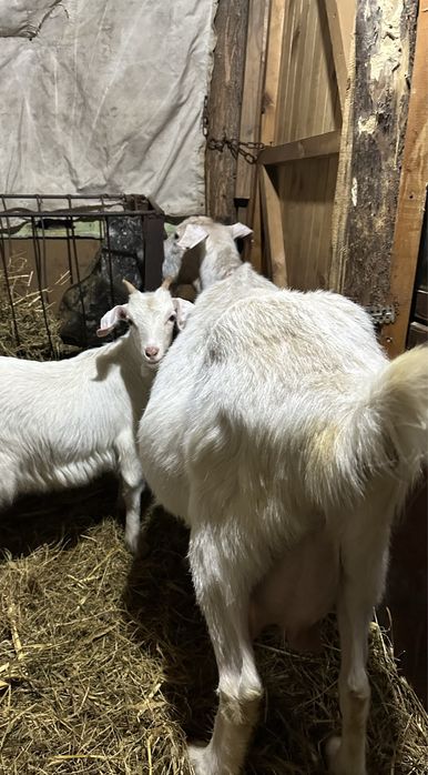 Коза с женско яре