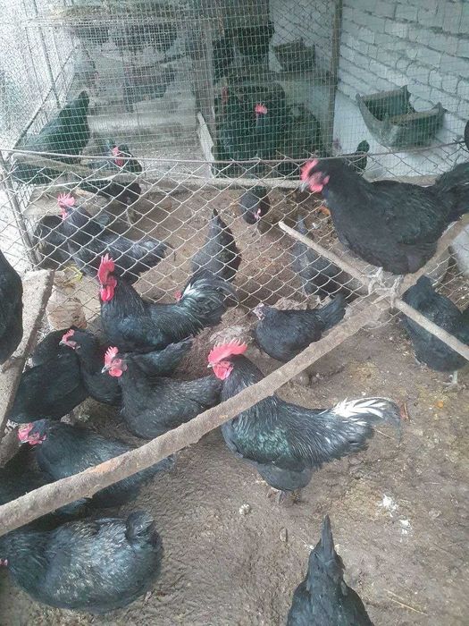 Qora tovuq, Adler tovuq va Qora Uxayl tovuq tuxumlari sotiladi.