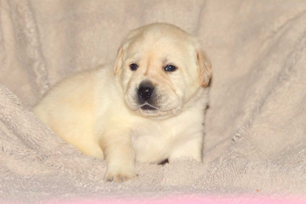 catel labrador calitate deosebita