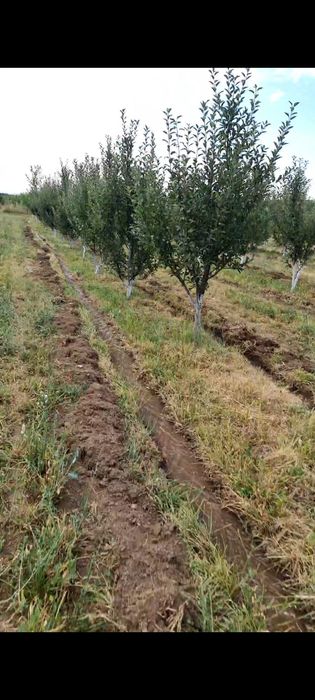 Сад яблоневый Иссык