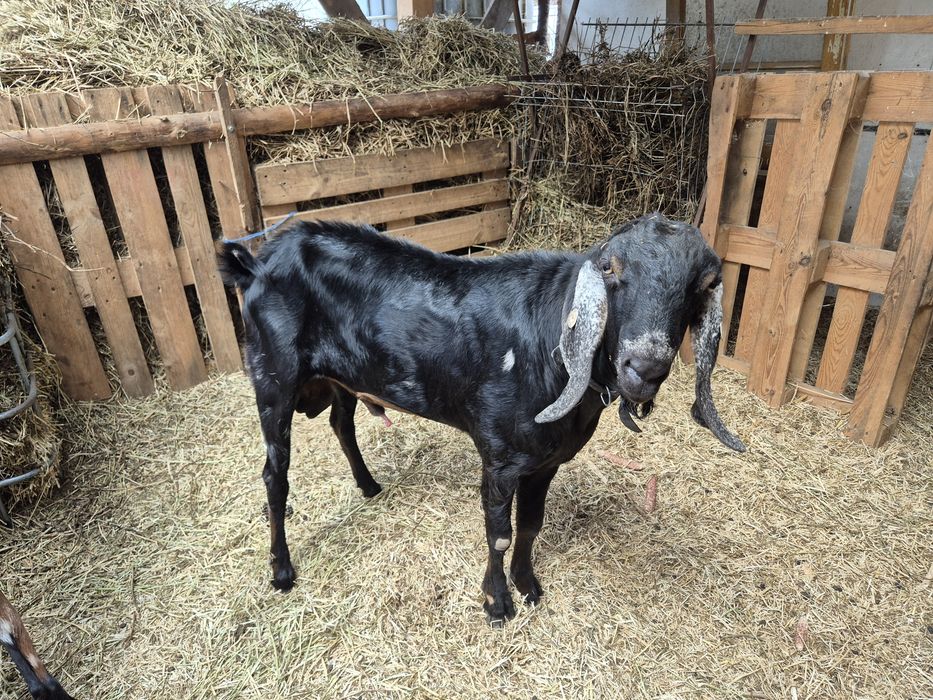 Tap anglonubian cu pedigree