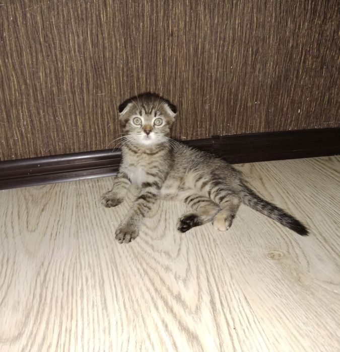 Девочка Табби черепаховая подросшая