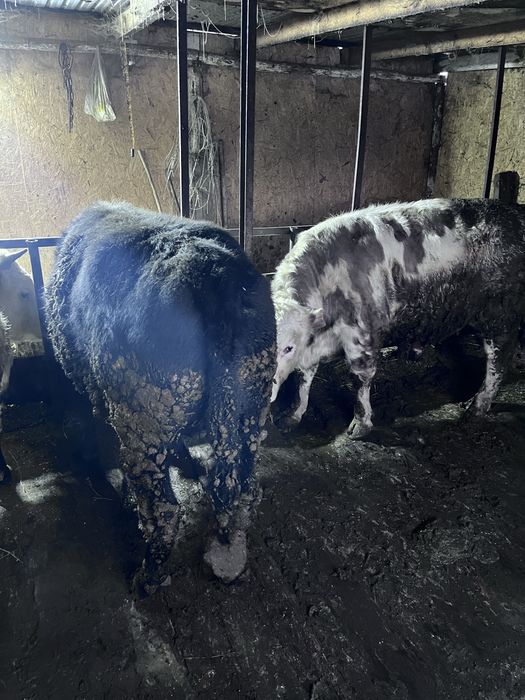 Продаются быки