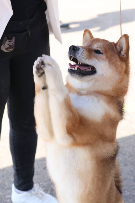 Кобель Сиба ину на вязку с хорошей родословной от привозных родителей