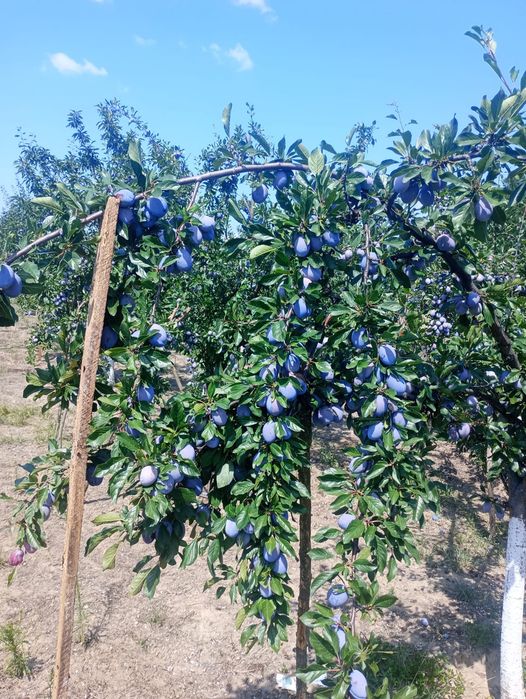Prune Anaspet de vânzare