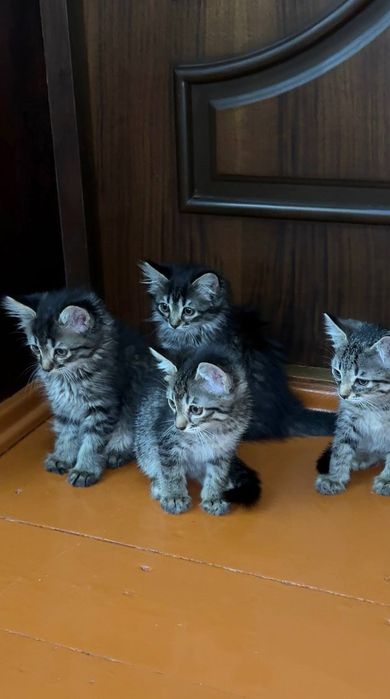 Котята чистые домашние, мама сиамская