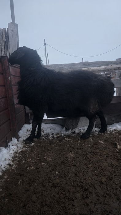 Гиссарский кошкар на племя