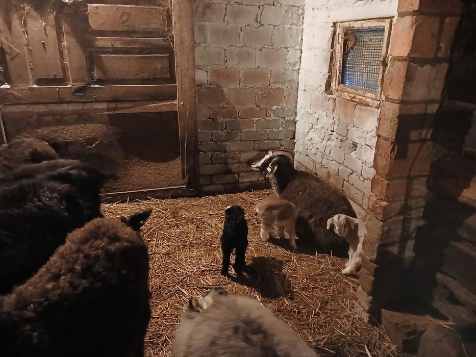 Продам коз с ягнятами