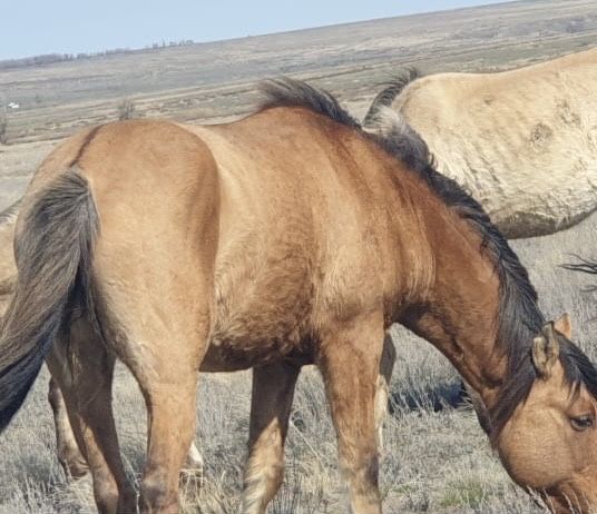 Айғыр сатылады қан ауыстыруға