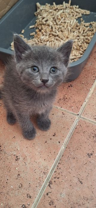 Только в надёжные, добрые руки!