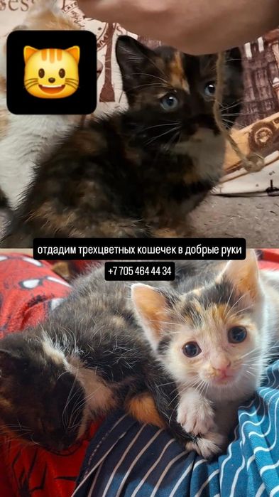 отдам котят в заботливые руки