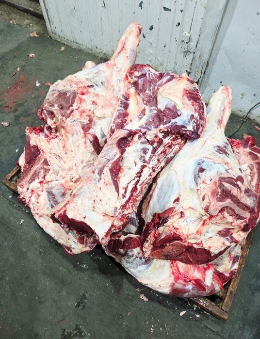 Соғым сатылады Тарбагатайдыкы