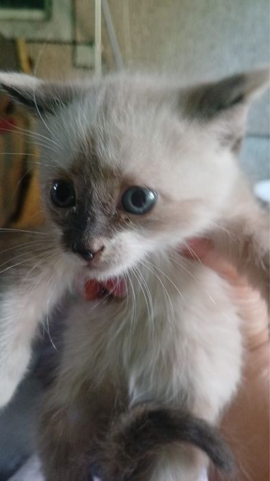 Отдадим котенка девочка