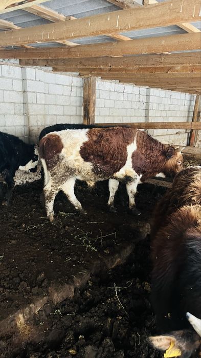 1.5-2 жасар бұқалар