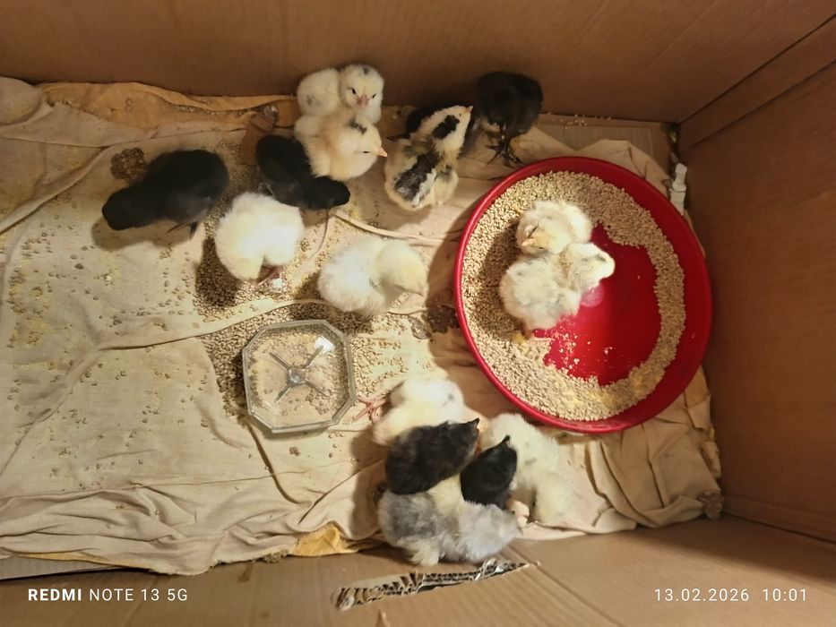 Pui de găină de casă