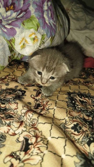 Продаются котята СКОТИШ ФОЛД