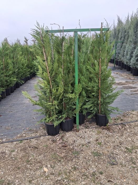 Vând tuia leylandii chiparos la oferta 2,50 m