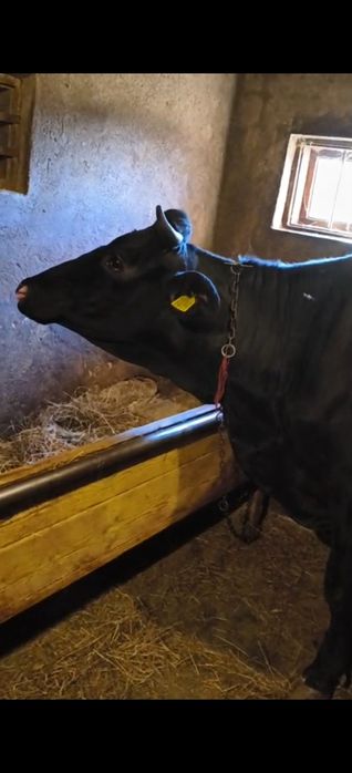 Vaca la prima fatare