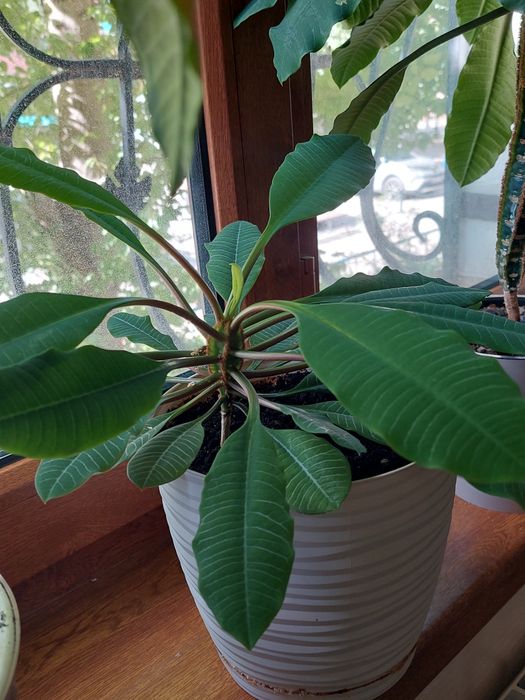 Продам комнатные растения.