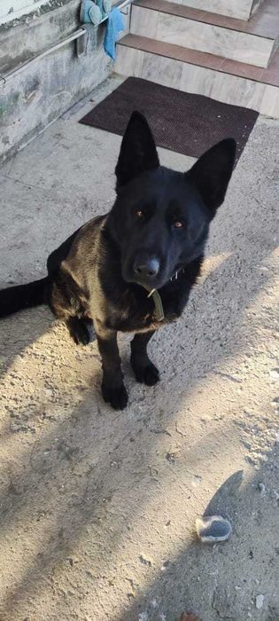 найдена собака, чёрная овчарка